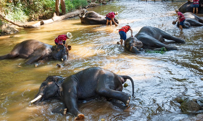 opieka nad słoniami